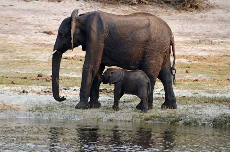 29 - Botswana - elefantes - parque nacional de Chobe